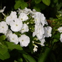 Captured_2007-7-28_00012