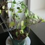 Ivy (Hedera hibernica (Irish ivy))