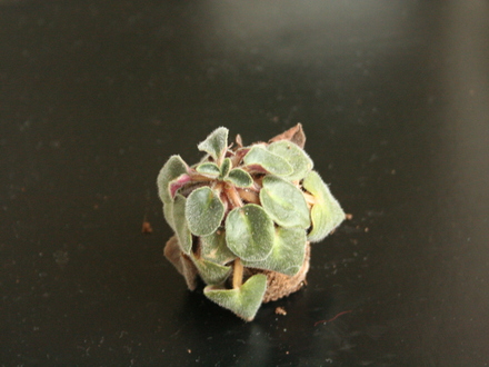 african violet 2 (saintpaulia)