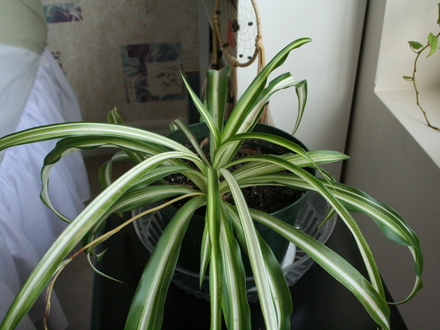 Spider plant (Chlorophytum comosum (Spider plant))
