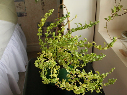 Snapdragon2 (Antirrhinum)