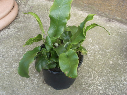 harts tounge fern 