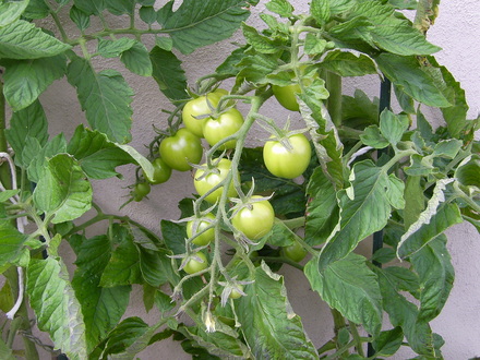 My tomatoes are still all green, last year at this time I was picking every day.