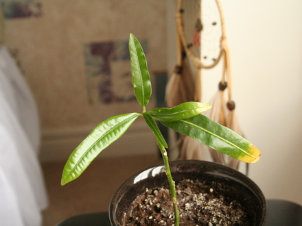 Mystery plant