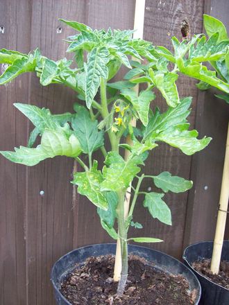 Shirley Tomatoe Plants 