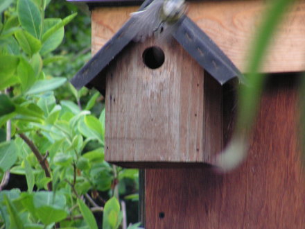 mum off to get some more food for her babies..........