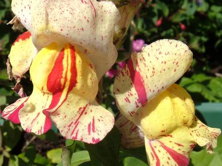 Snapdragon , Brighton Rock