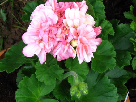 Geranium Blushing Sophie