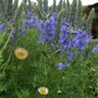 Veronica__crater_lake_blue__plant