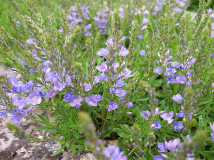 Veronica prostrata (Veronica prostrata)