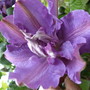 Clematis__vyvyan_pennell_
