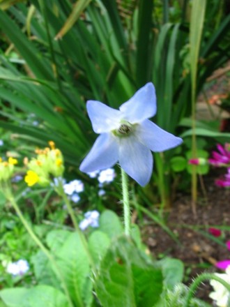 Unknown plant 