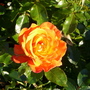Regents_park_1