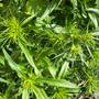 Sweet Williams Buds...