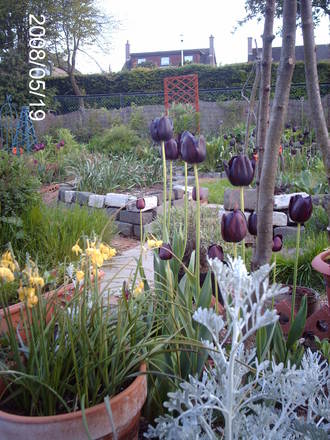 Tulipa Black Night (Tulipa tarda)