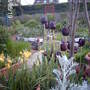 Tulipa tarda
