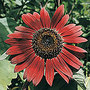 Sunflowerevening_sun