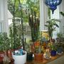 Houseplants_6