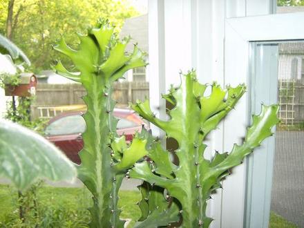 Euphorbia - New growth
