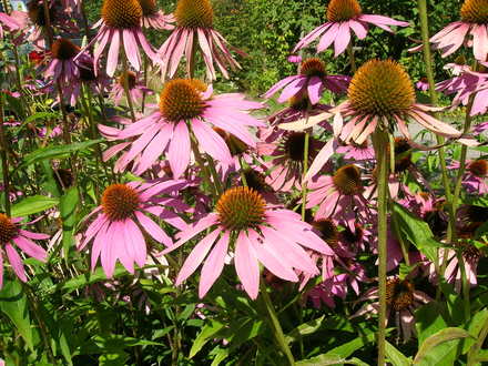 Echinacae (Echinacea Purpurea)