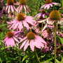 Echinacea