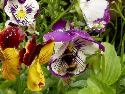 Pansey and Bee