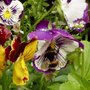 Pansey and Bee