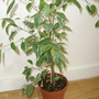 Ficus