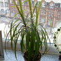 Everything a pound (Dracaena marginata)