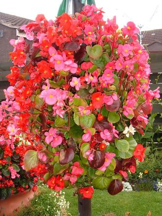 Begonias