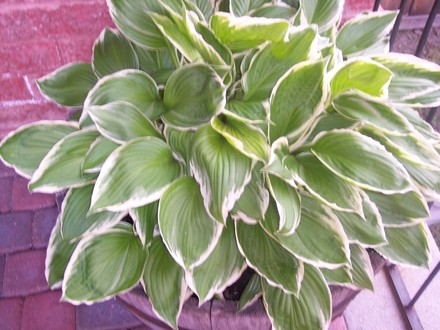 Hosta in tub (Hosta sieboldiana 'Elegans')