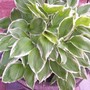 Hosta sieboldiana