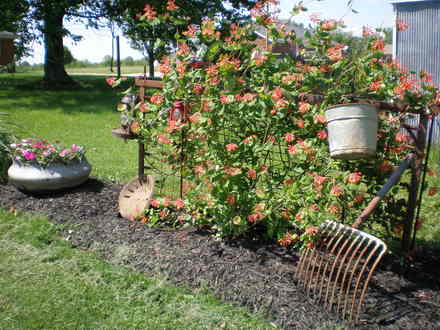 honeysuckle