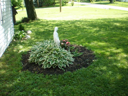 hosta