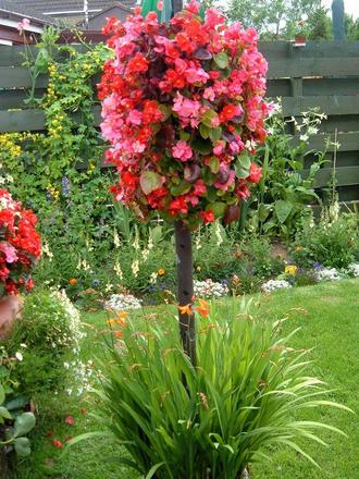Begonias 