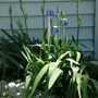 Spring__2008__5