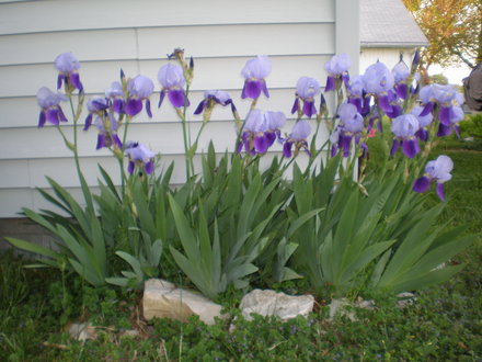 Iris