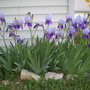 Spring__2008__6