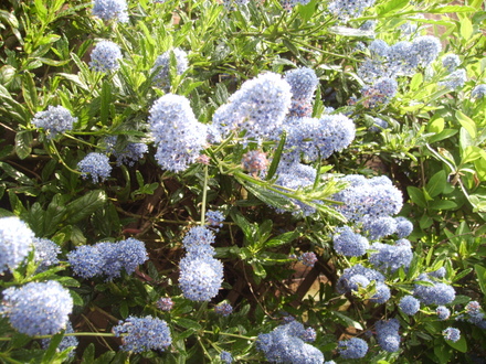 Ceanothus Blooms 05.08 (Ceanothus  (Vistabile))