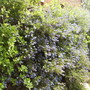 Ceanothus_in_full_bloom_vistabiletrellis