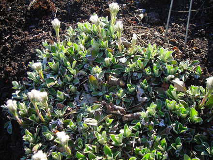 Pussy Toes  Antennaria
