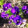 Purple_pansies