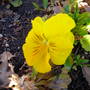 Yellow_pansy