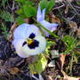 White_smiley_pansy