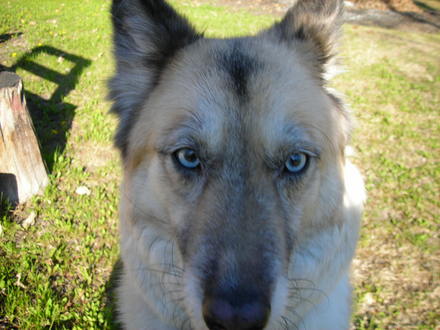 Meesha