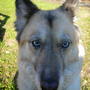 Meesha_dog