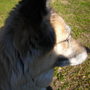 Meesha_2