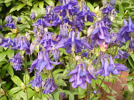 columbine (aquilegia)