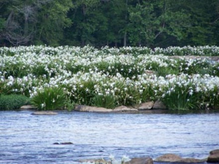 Spider Lillies