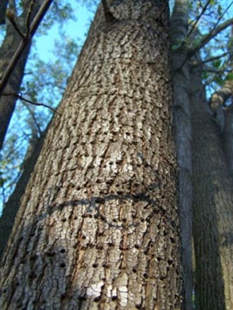 holy trunk